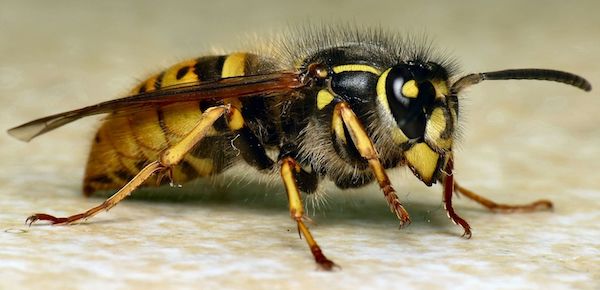 Common Wasp (Vespula (Paravespula) vulgaris)